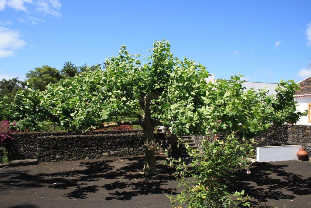 Quinta De Sao Caetano - Sao Miguel Acores Populo  Bagian luar foto